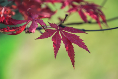 秋季生长的被子植物门枫树叶特写