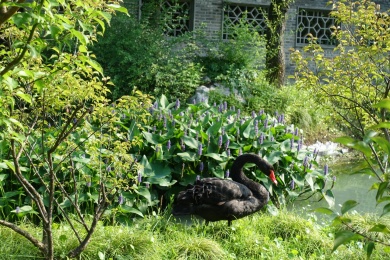 绿植中的黑天鹅 绿植