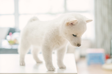 在家中的幼年柴犬