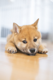 在家中的幼年柴犬