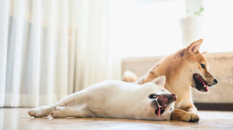 可爱的宠物柴犬