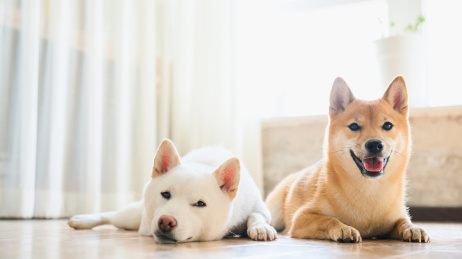 可爱的宠物柴犬