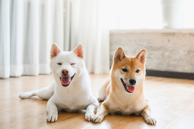 可爱的宠物柴犬
