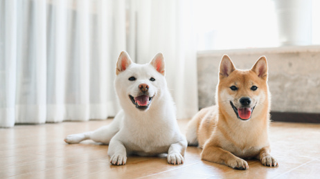 可爱的宠物柴犬