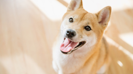 可爱的宠物柴犬