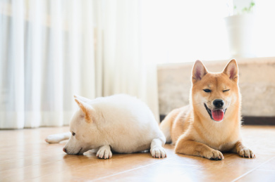 可爱的宠物柴犬