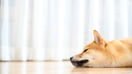 可爱的宠物柴犬