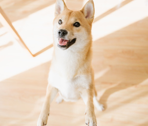 可爱的宠物柴犬