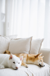 可爱的宠物柴犬