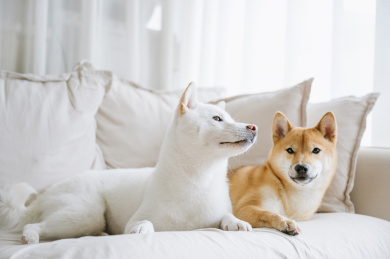 可爱的宠物柴犬