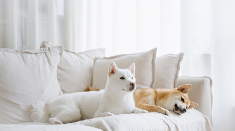 可爱的宠物柴犬