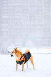 可爱的宠物柴犬