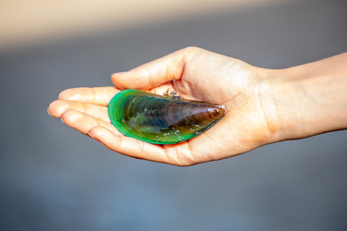 新鲜的青口贝 翡翠贻贝