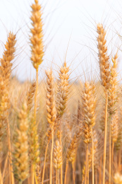 金黄色的成熟小麦 麦子