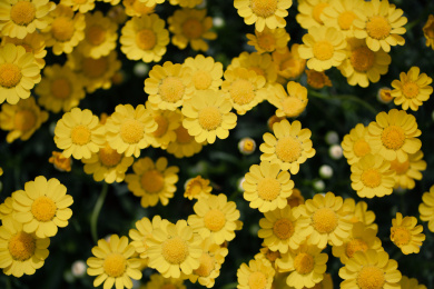 花园里的黄晶菊 黄晶菊