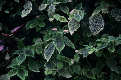 绿植皱皮草 皱皮草