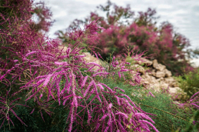 中国甘肃省耐旱小灌木红柳