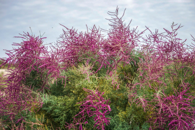 中国甘肃省耐旱小灌木红柳