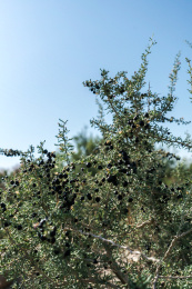 中国甘肃省荒滩野生黑枸杞