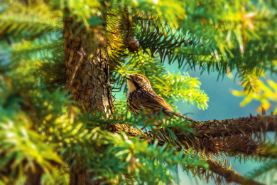 树干上仰望天空的麻雀