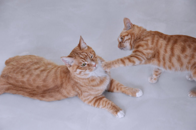 两只玩耍的橘猫