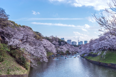 日本东京春天千鸟渊樱花盛开