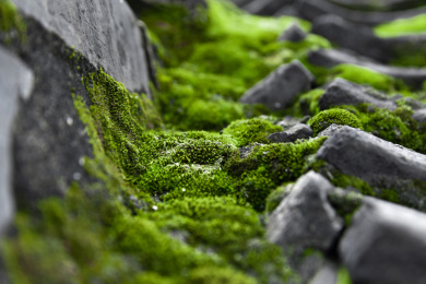 屋顶的苔藓