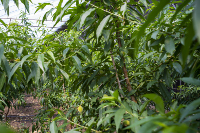 阳光温室内种植的桃树