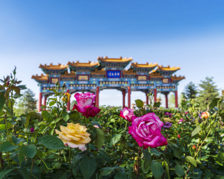 春夏之交蓝天下北京南海子公园