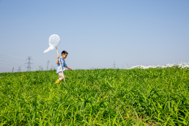 夏天上午男孩在户外捉蝴蝶