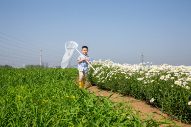 夏天上午男孩在户外捉蝴蝶
