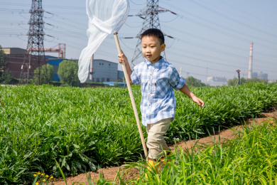 夏天上午男孩在户外捉蝴蝶