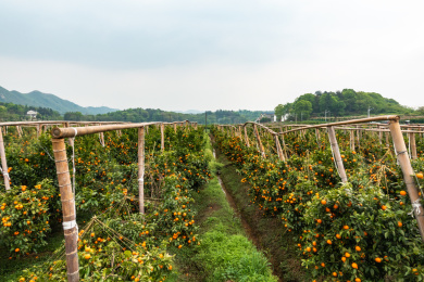 农村橘子园,沃柑园