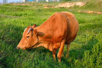 草地上的黄牛 牧场