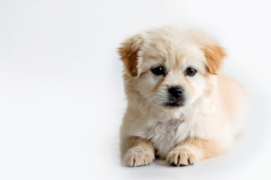 白色背景的小狗