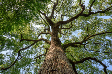 仰拍一棵高大的香樟树