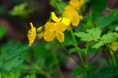 山野里盛开的白屈菜花