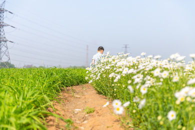 夏天男孩在郊外花海玩耍