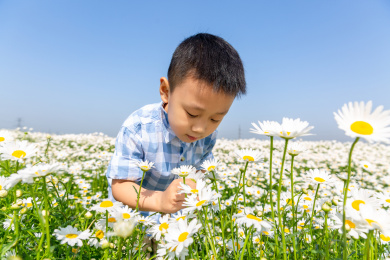 夏天男孩在郊外花海玩耍