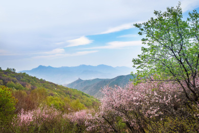 中国万里长城的春天开满粉红色的桃花