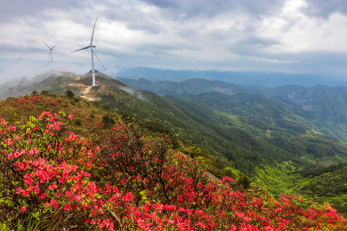 中国福建省古田县高岗山杜鹃花海