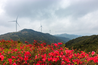 中国福建省古田县高岗山杜鹃花海
