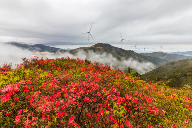 中国福建省古田县高岗山杜鹃花海