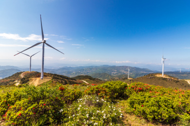 中国福建省古田县高岗山杜鹃花海