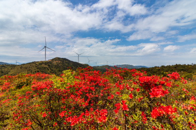 中国福建省古田县高岗山杜鹃花海