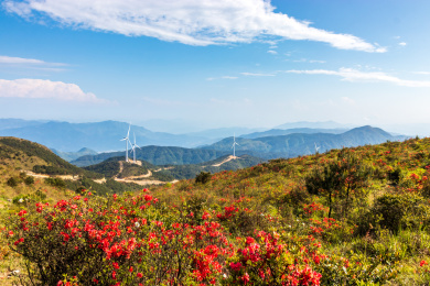 中国福建省古田县高岗山杜鹃花海