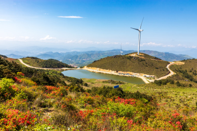 中国福建省古田县高岗山杜鹃花海