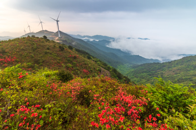 中国福建省古田县高岗山杜鹃花海