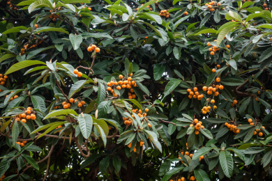 枇杷树上结满了果实