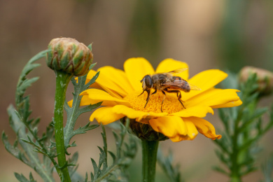 黄色茼蒿花蜜蜂采花粉特写